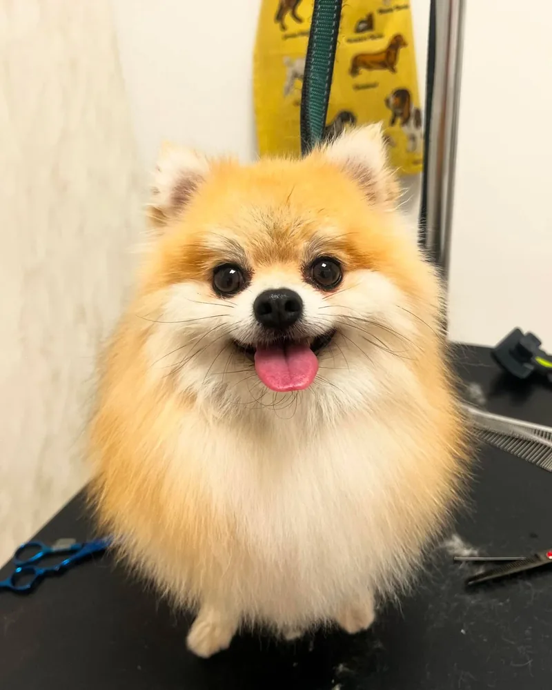 Pomeranian după cosmetică
